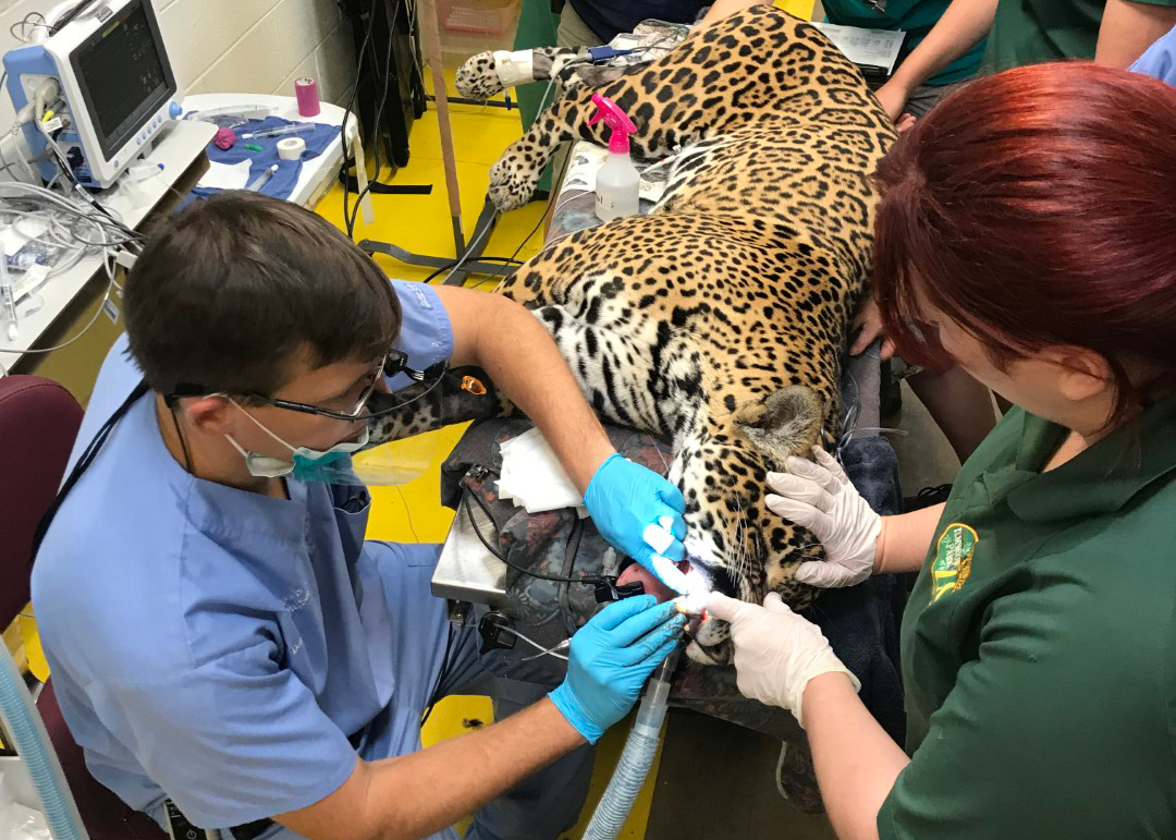 png/Planmeca-veterinary-dental-unit_768x500819l.png