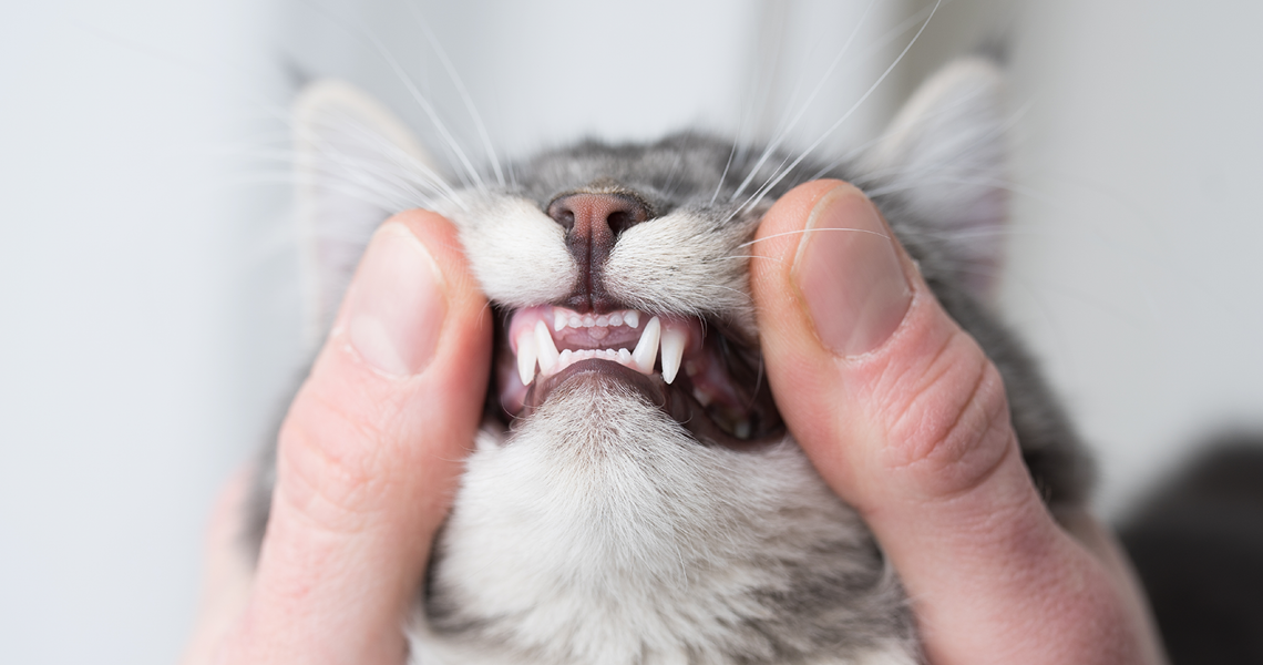 Planmeca veterinary news and events